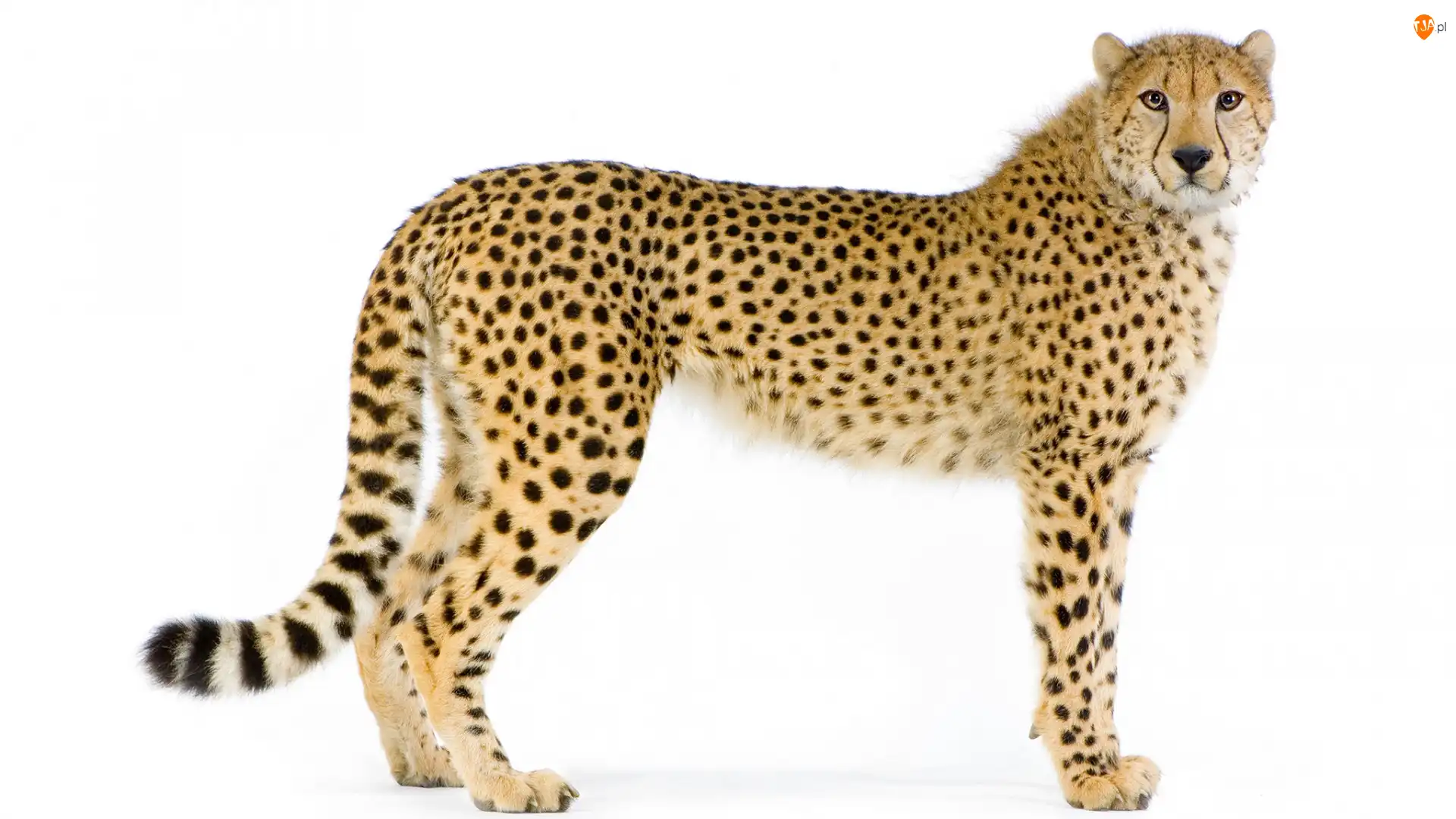 Tło, Gepard, Białe