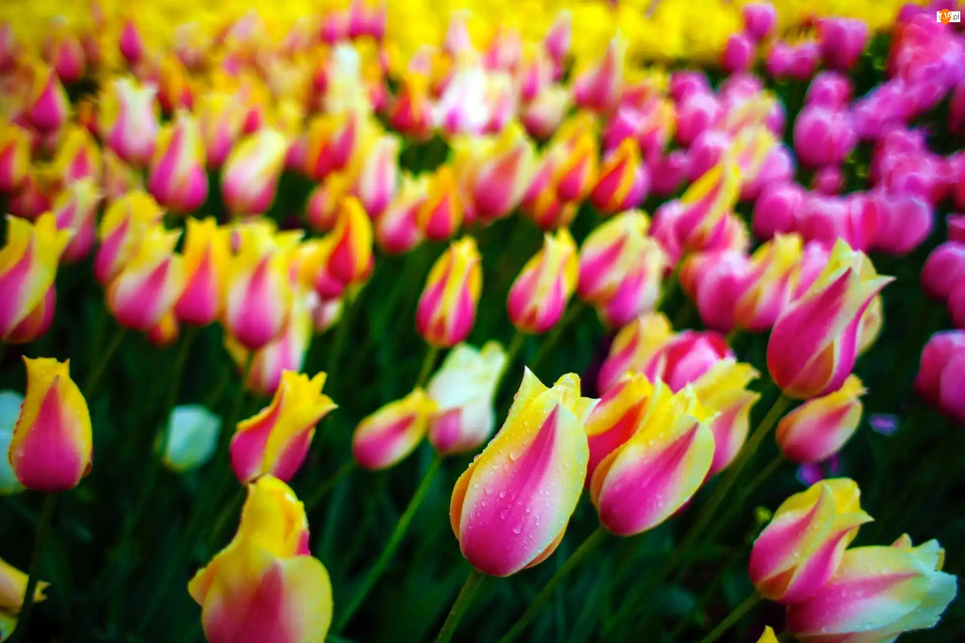 Tulipany, Kolorowe