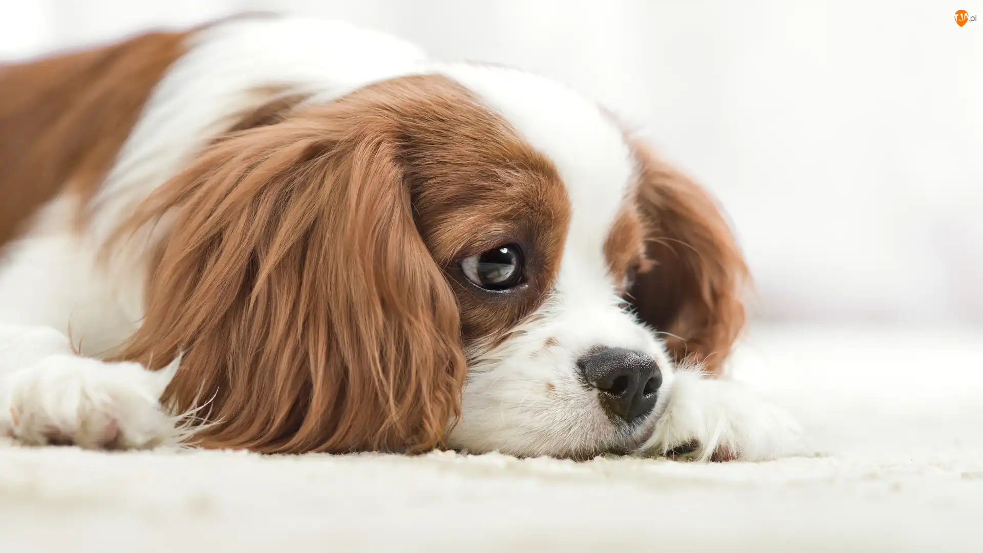Cavalier king charles spaniel, Mały, Pies