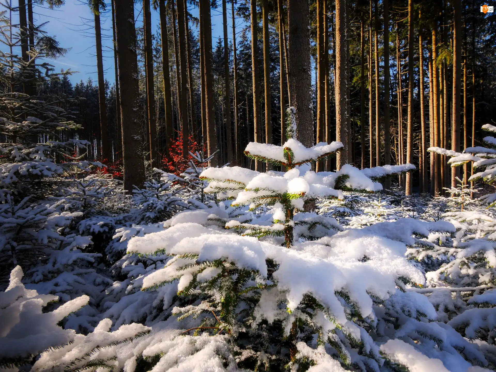 Las, Zima, Słoneczny, Śnieg, Drzewa, Dzień
