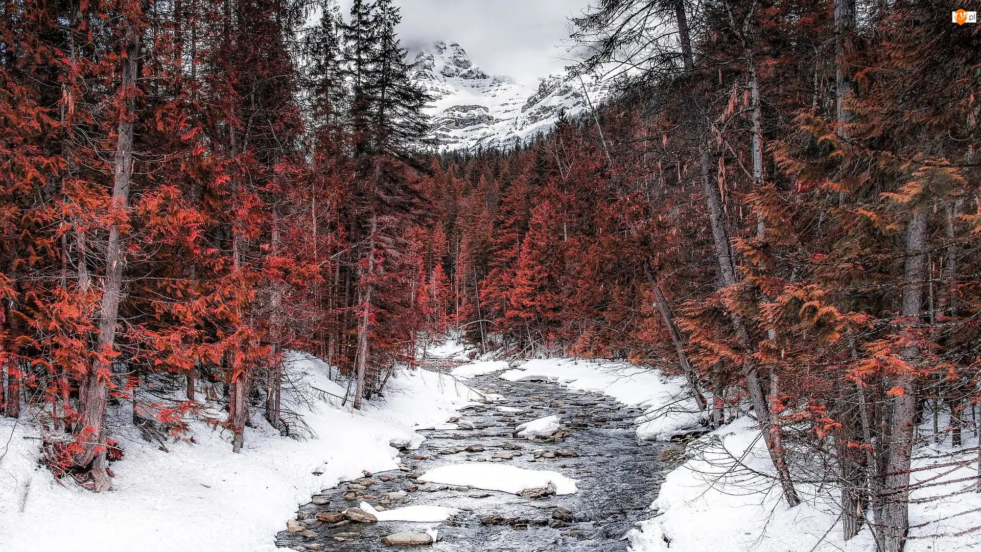 Drzewa, Canadian Rockies, Śnieg, Rzeka, Las, Kolumbia Brytyjska, Góry, Zima, Robson River, Brązowe, Kanada