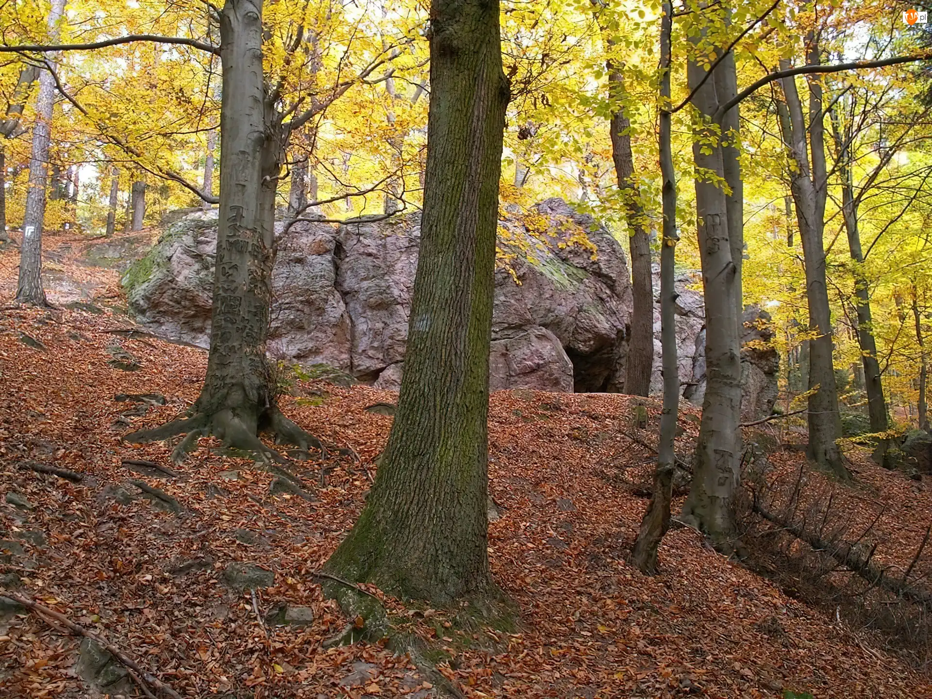 Jaskinia, Drzewa, Głazy, Wejście