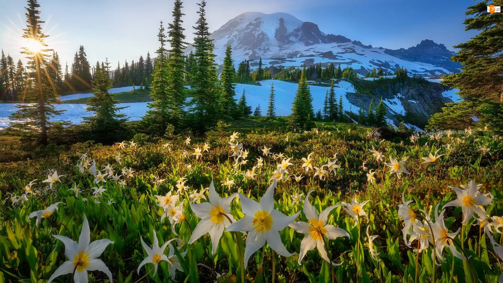 Stratowulkan Mount Rainier, Kwiaty, Drzewa, Psizęby, Stan Waszyngton, Góry, Łąka, Stany Zjednoczone, Zachód słońca, Park Narodowy Mount Rainier, Śnieg