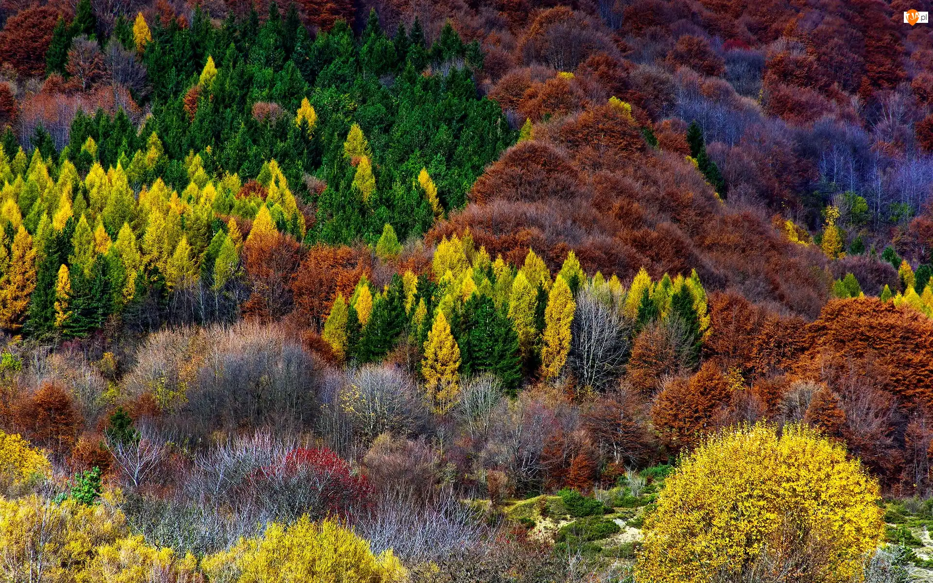 Jesień, Kolorowe, Drzewa, Krzewy