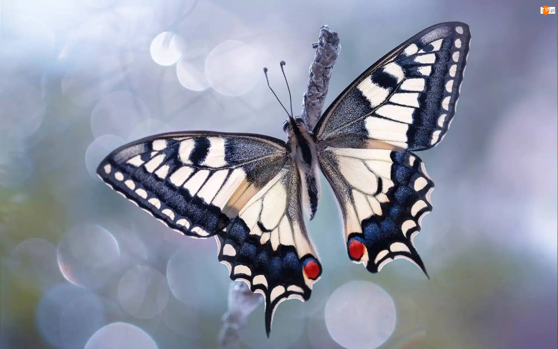 Makro, Motyl, Paź królowej, Rozmycie
