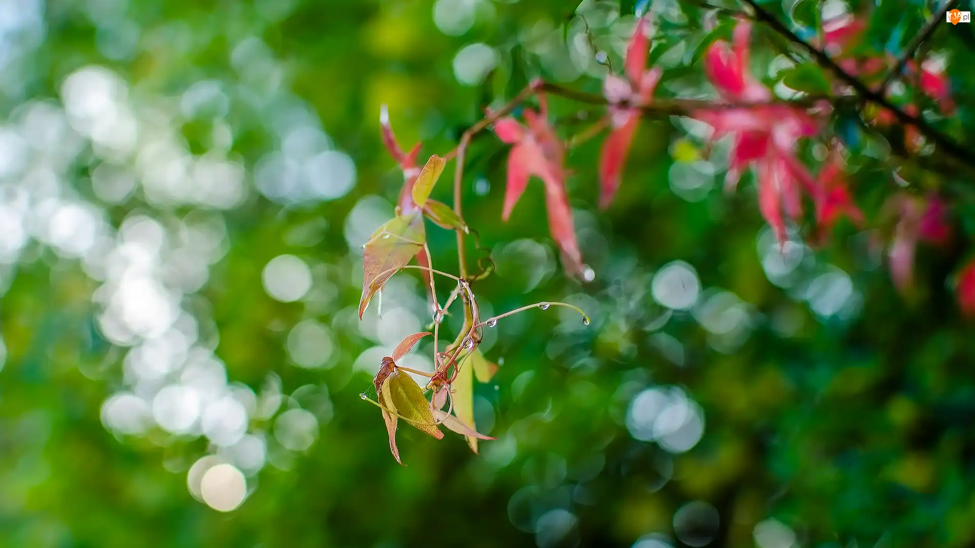 Gałązka, Liście, Bokeh
