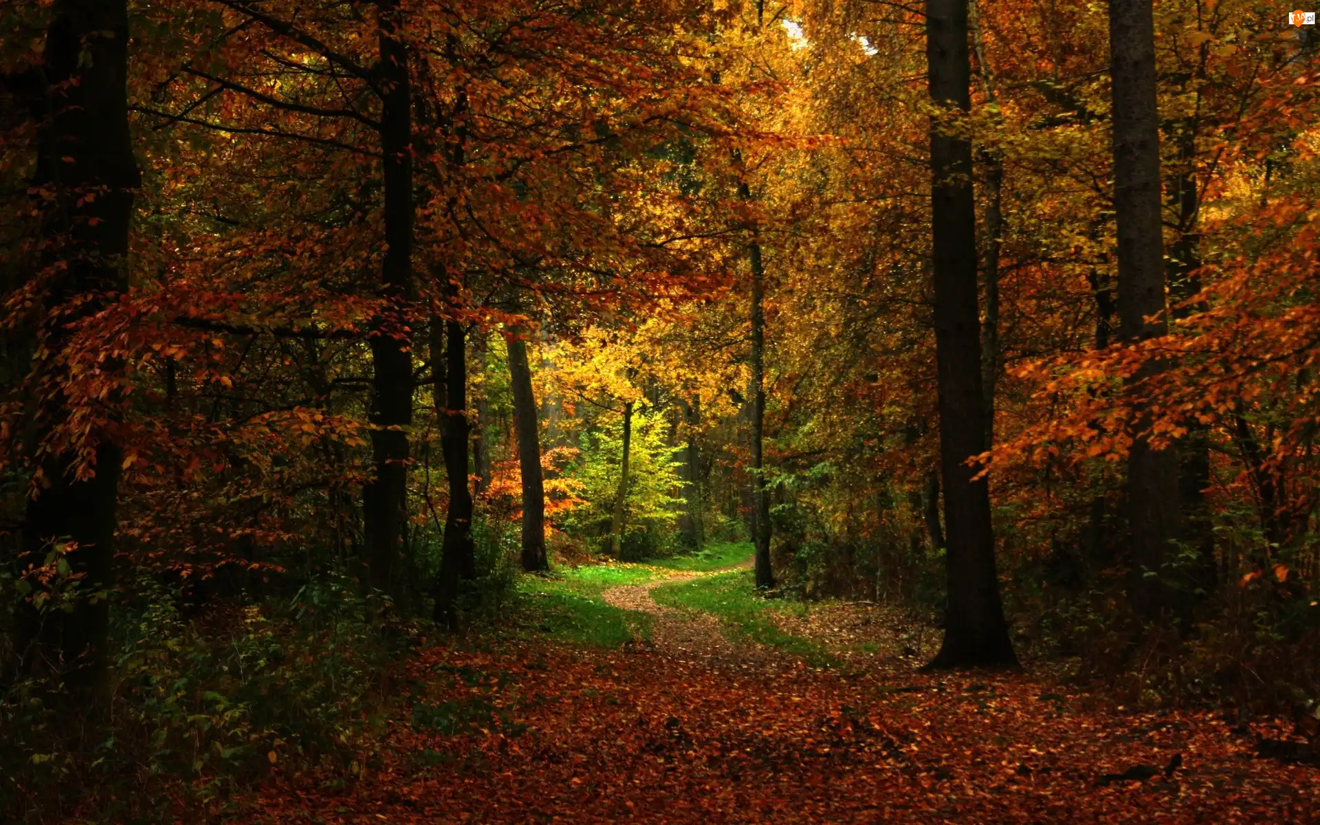 Droga, Las, Jesień, Liście