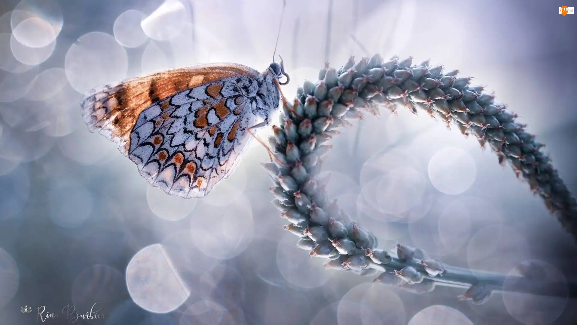 Rozmycie, Motyl, Przeplatka didyma, Roślina