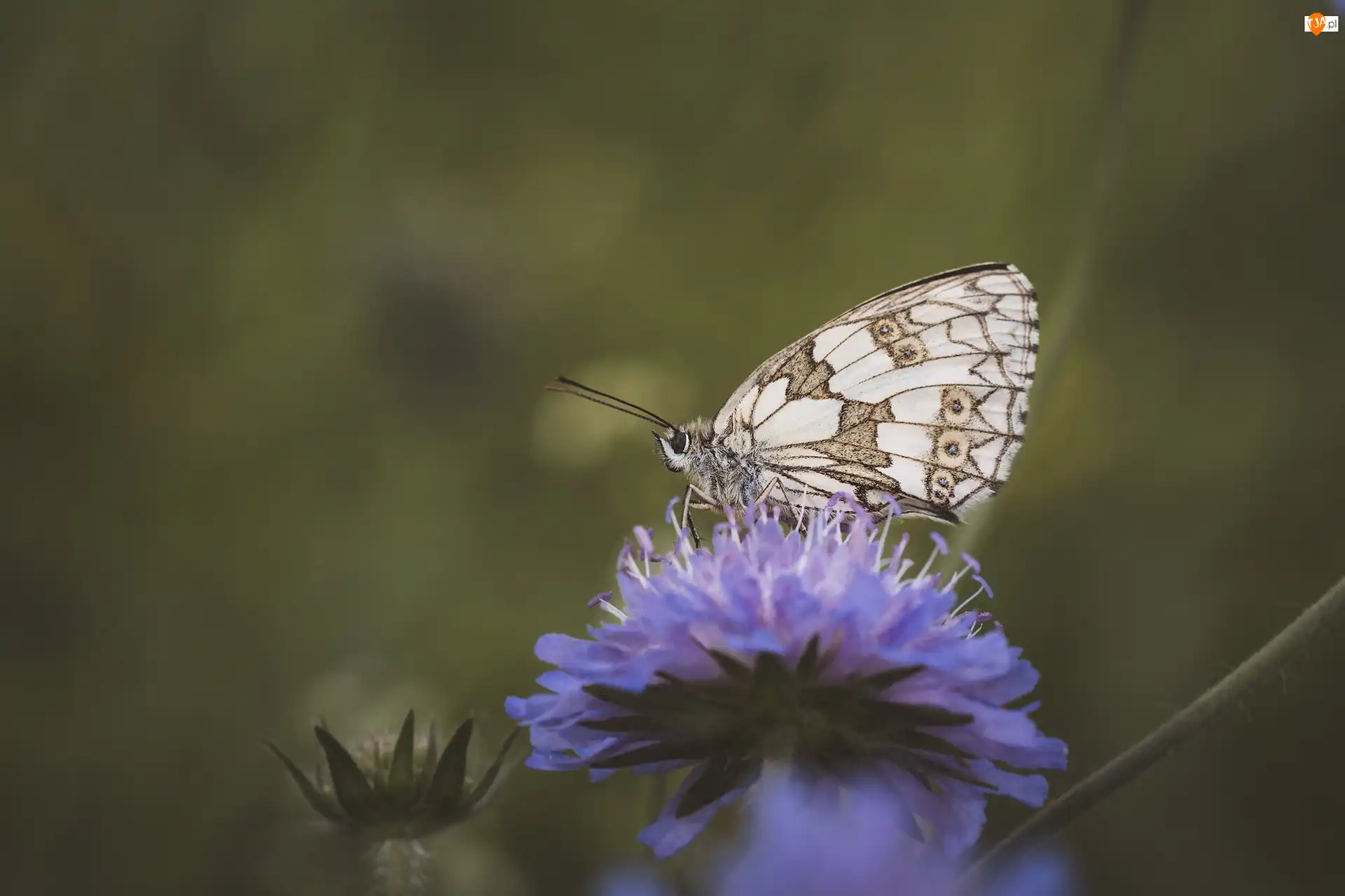 Makro, Kwiat, Motyl, Polowiec szachownica