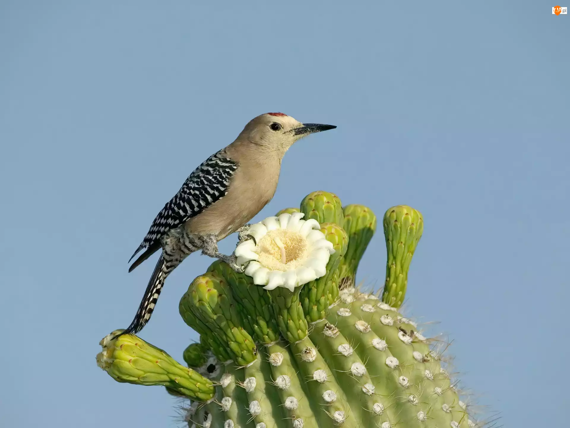 opuncja, Ptak, kaktus