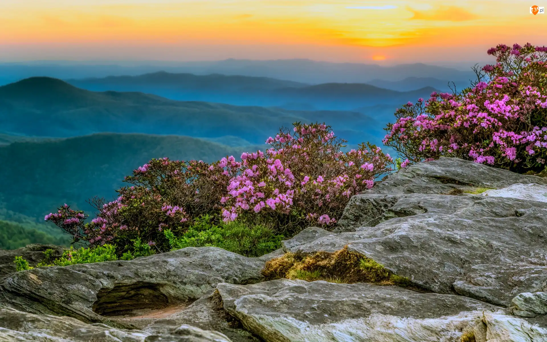 Rododendrony, Góry, Krzewy, Mgła, Kwiaty, Azalie, Niebo, Skały