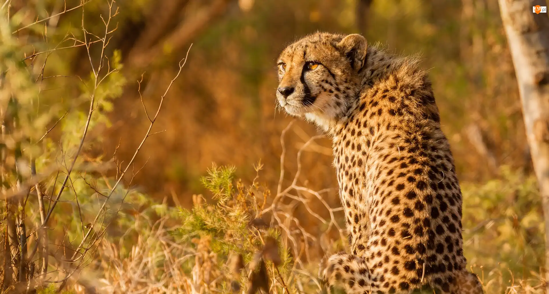 Gepard, Dziki, Kot