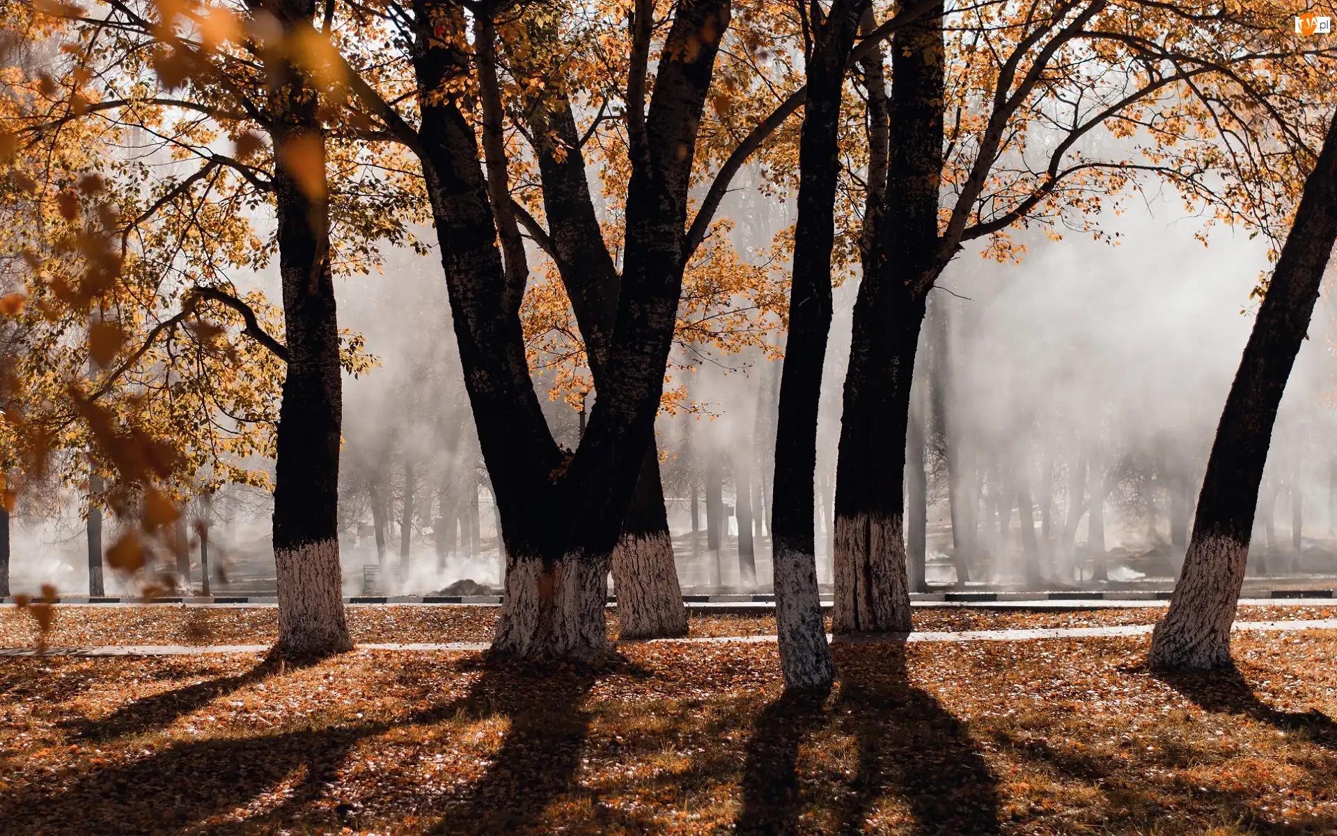 Park, Jesień, Pożółkłe, Mgła, Drzewa, Liście