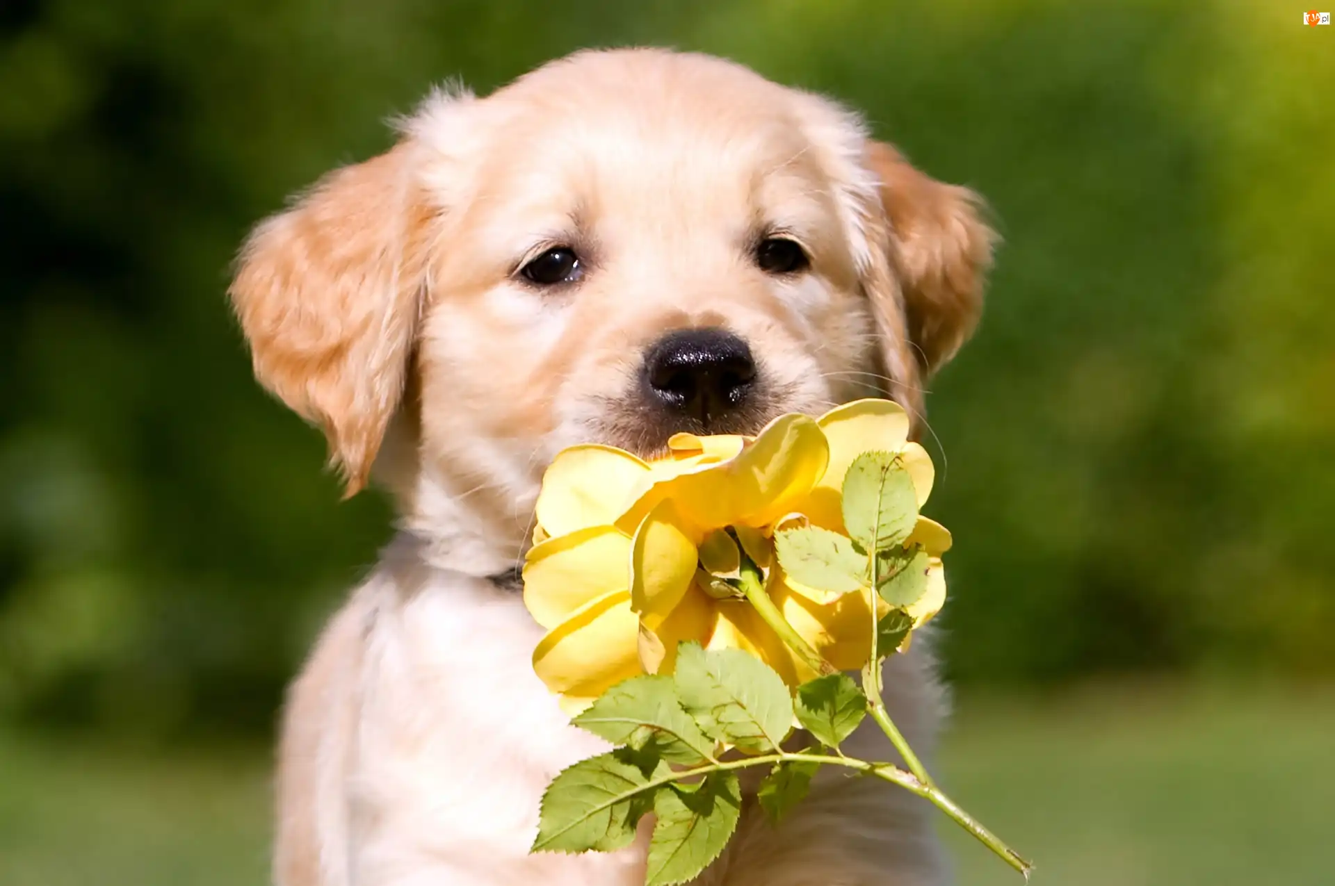 Golden retriever, Róża, Szczeniak, Pies, Żółta