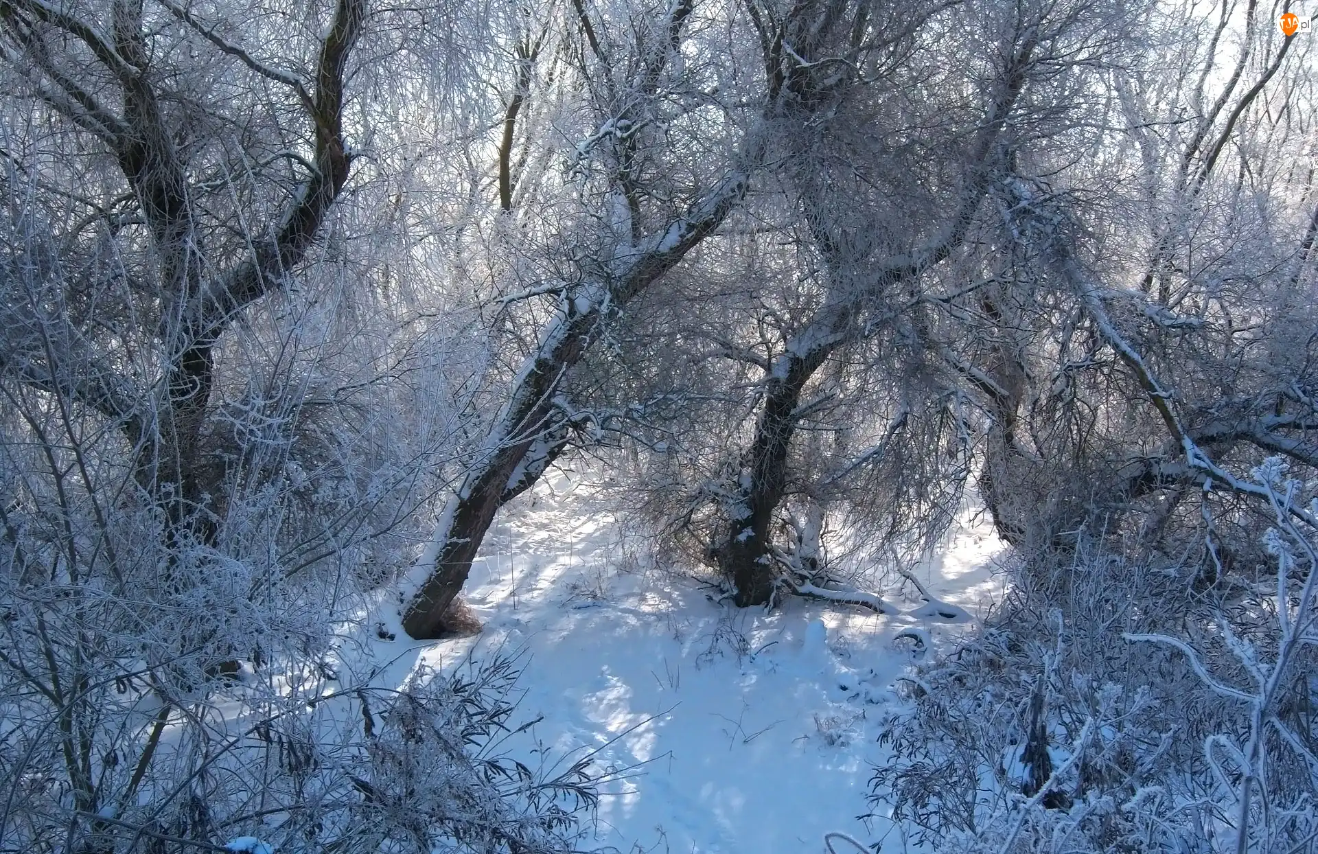 Śnieg, Gałęzie, Las, Zima, Drzewa