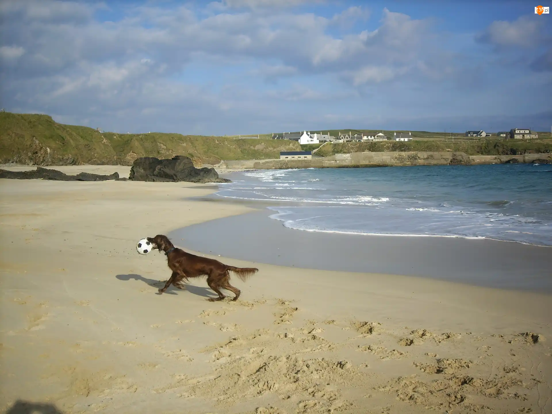 piłka, Seter irlandzki, plaża