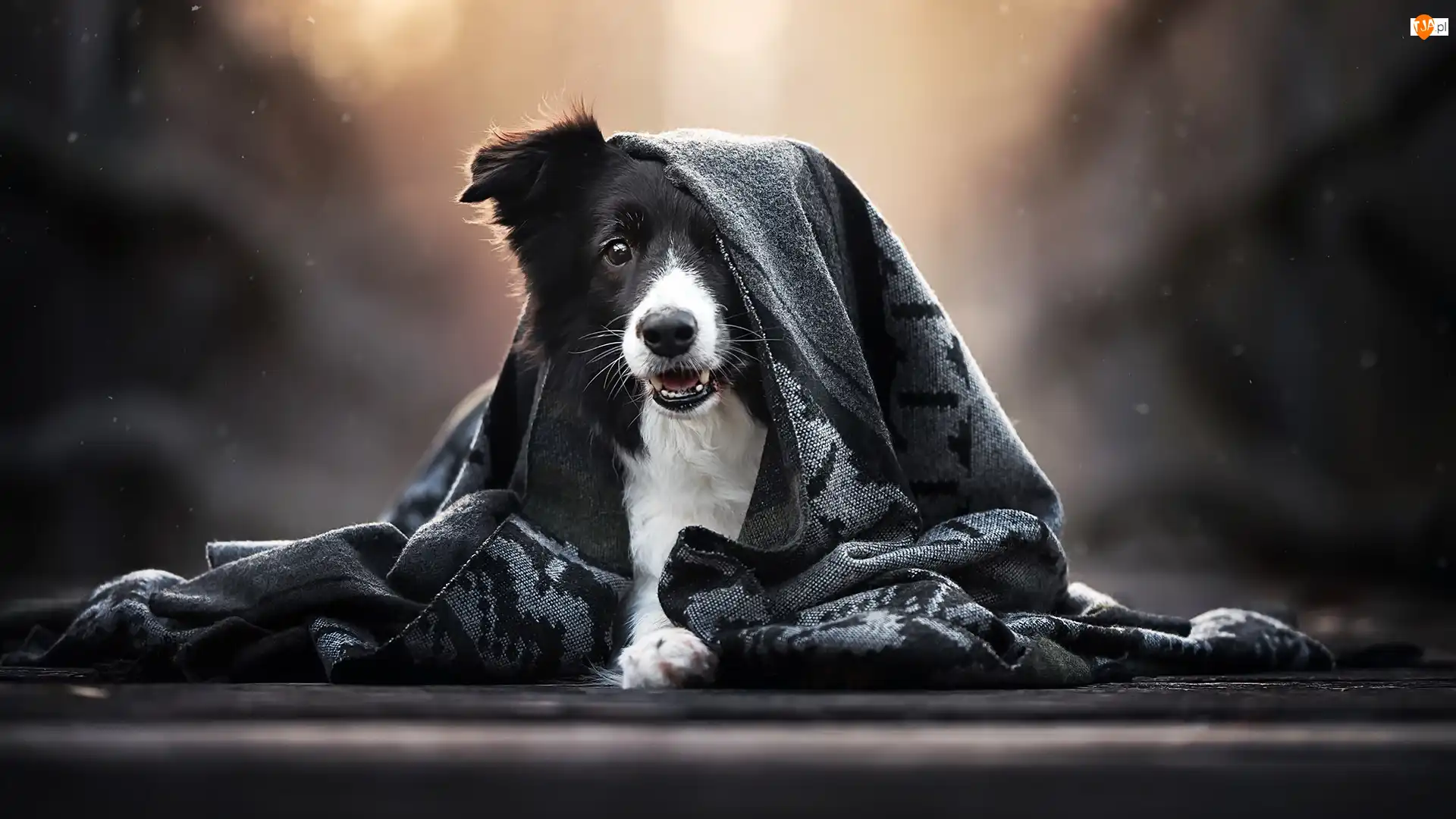 Szal, Pies, Border collie
