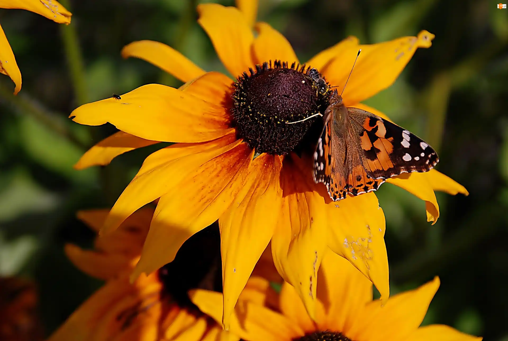 Motyl, Osetnik, Rudbekia, Żółta, Rusałka