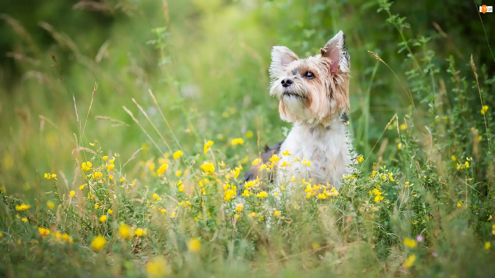 Kwiaty, Pies, Yorkshire terrier, Żółte