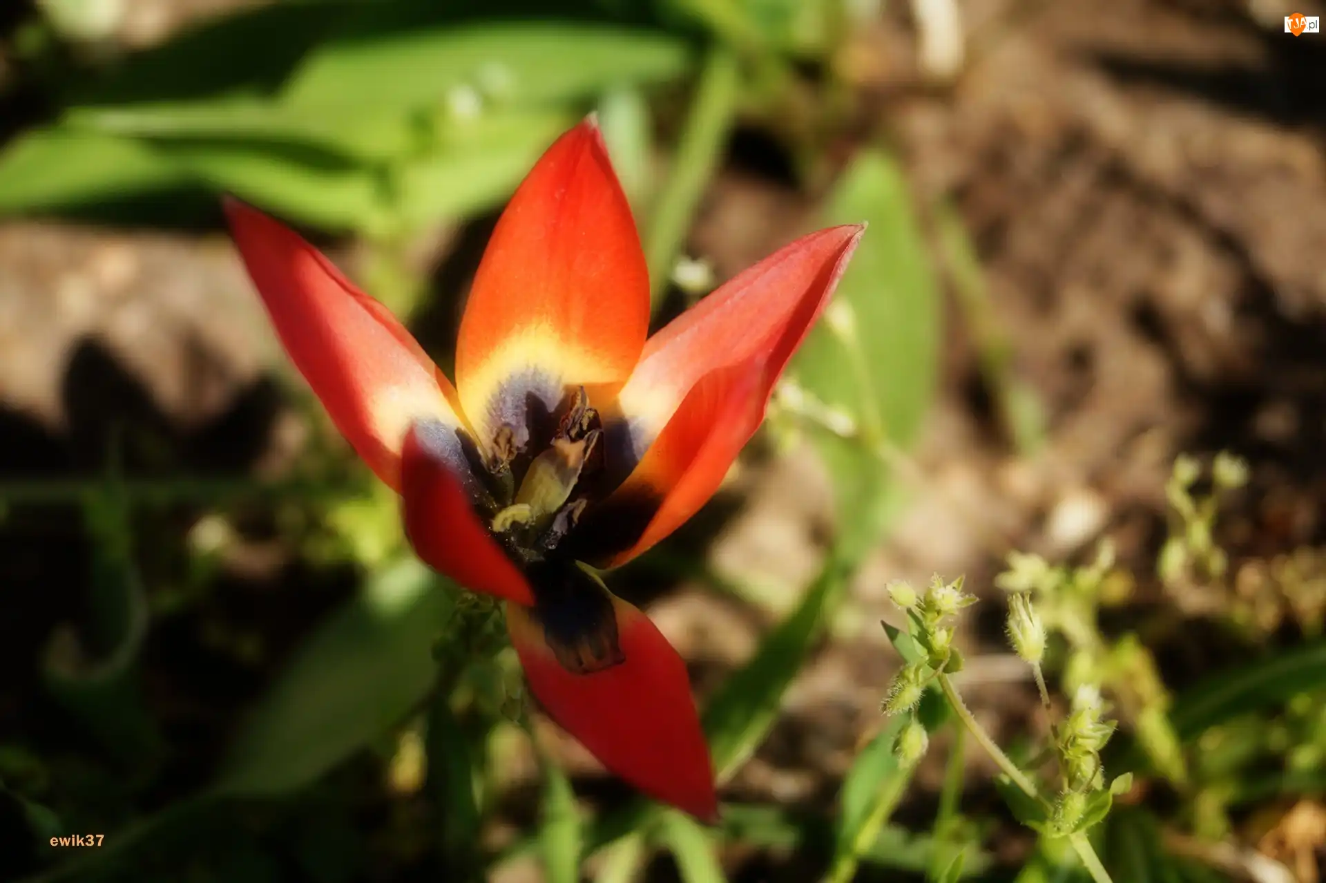 Tulipan, Mały