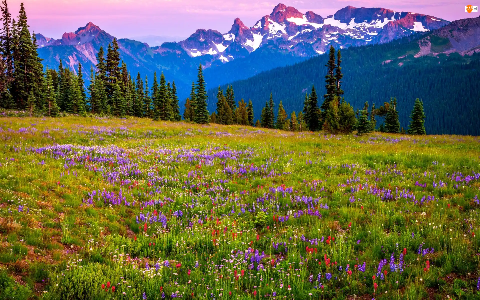 Łąka, Kwiaty, Stany Zjednoczone, Góry, Stan Waszyngton, Park Narodowy Mount Rainier, Stratowulkan Mount Rainier