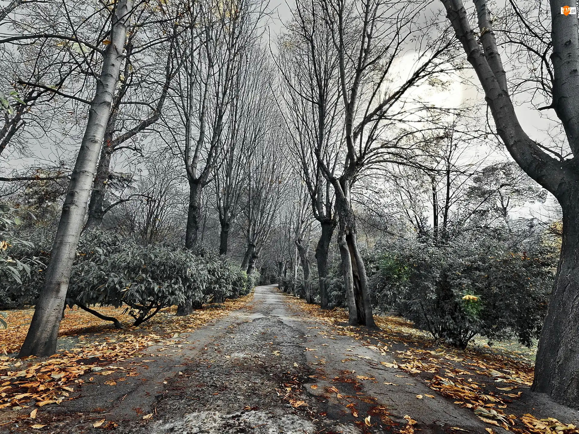 Liście, Droga, Drzewa