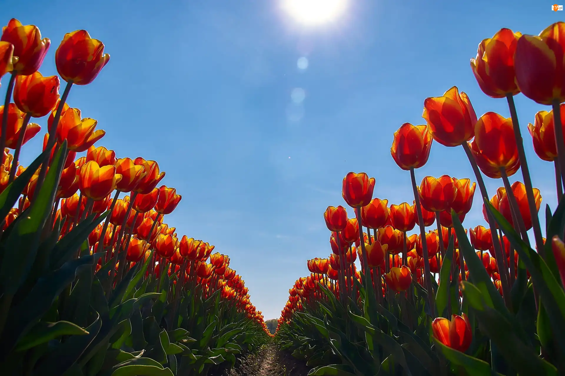 Niebo, Tulipany, Błękitne