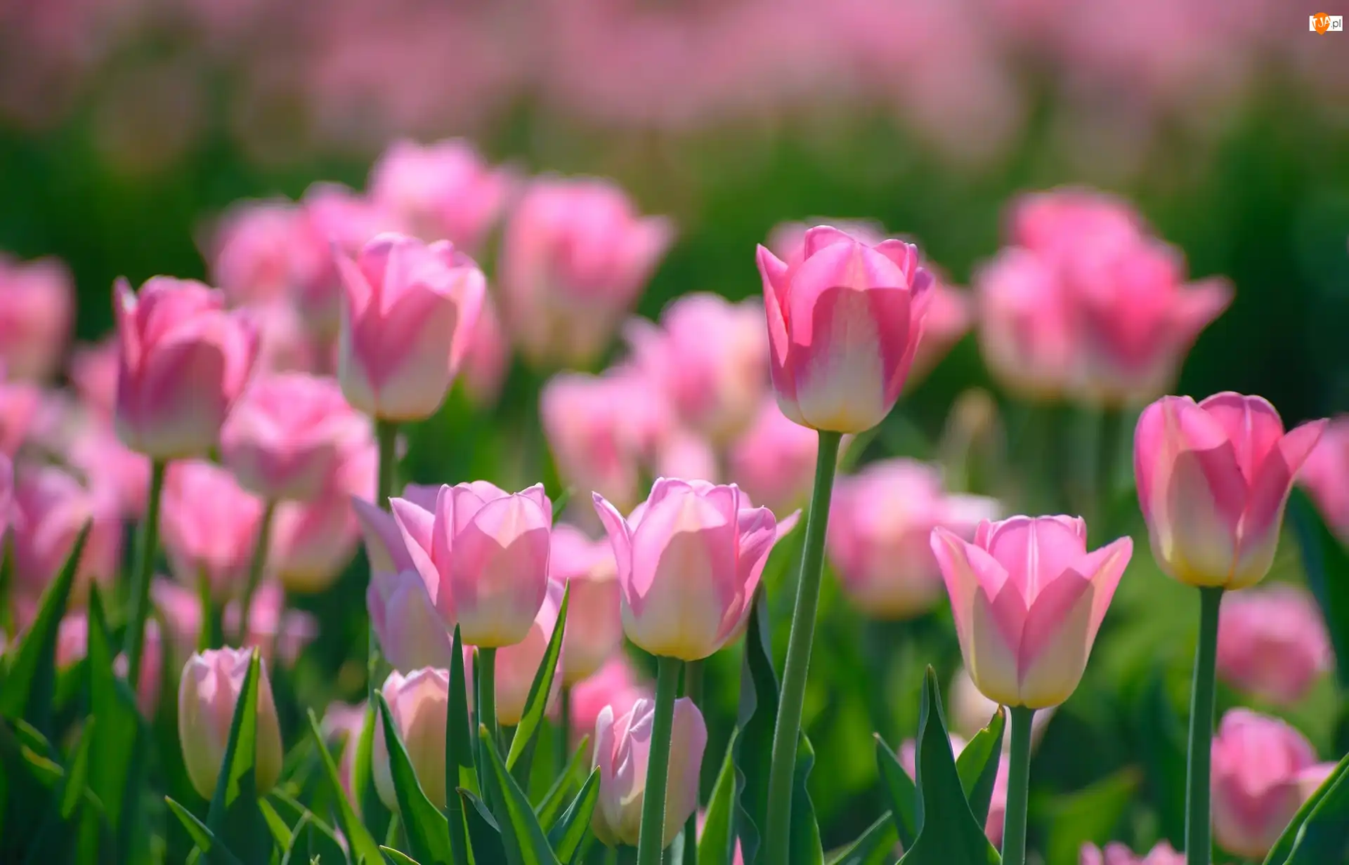 Wiosna, Kwiaty, Tulipany
