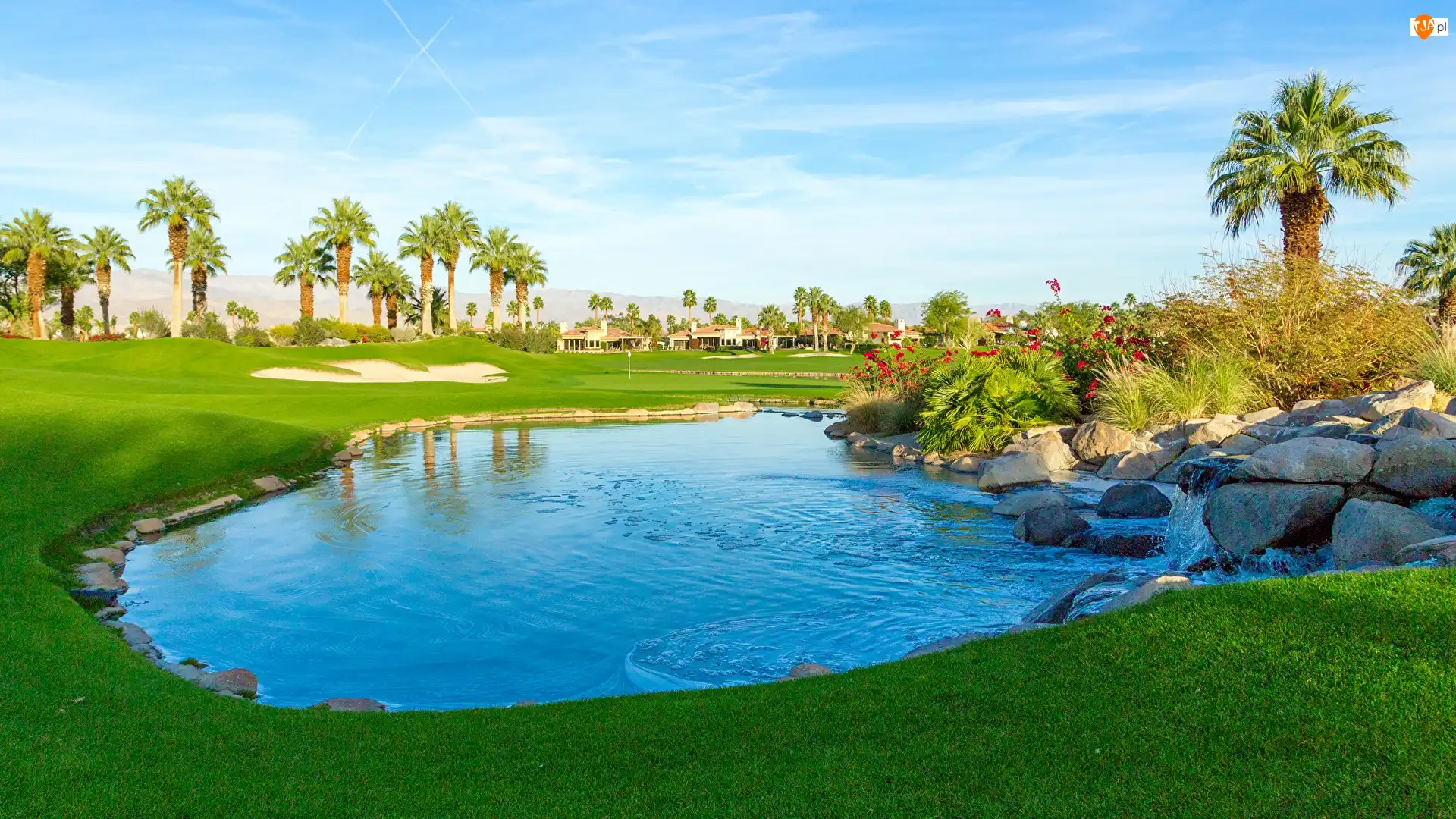 Staw, Kamienie, Stany Zjednoczone, Pole golfowe, Kalifornia, Miejscowość Palm Springs, Palmy