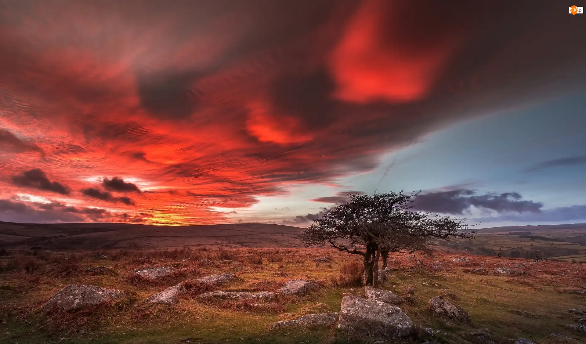Park Narodowy Dartmoor, Drzewo, Hrabstwo Devon, Anglia, Zachód słońca