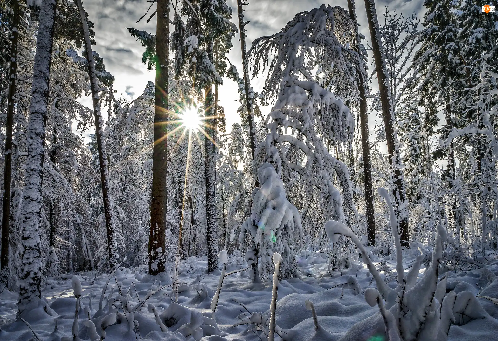 Śnieg, Promienie słońca, Las, Zima, Drzewa