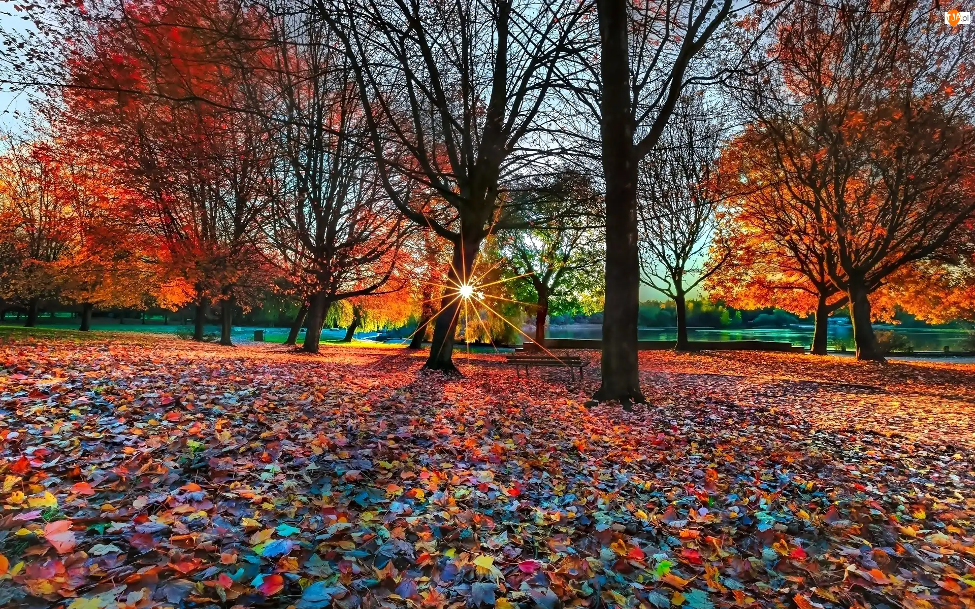 Park, Jesień, Liście, Słońca, Drzewa, Promienie