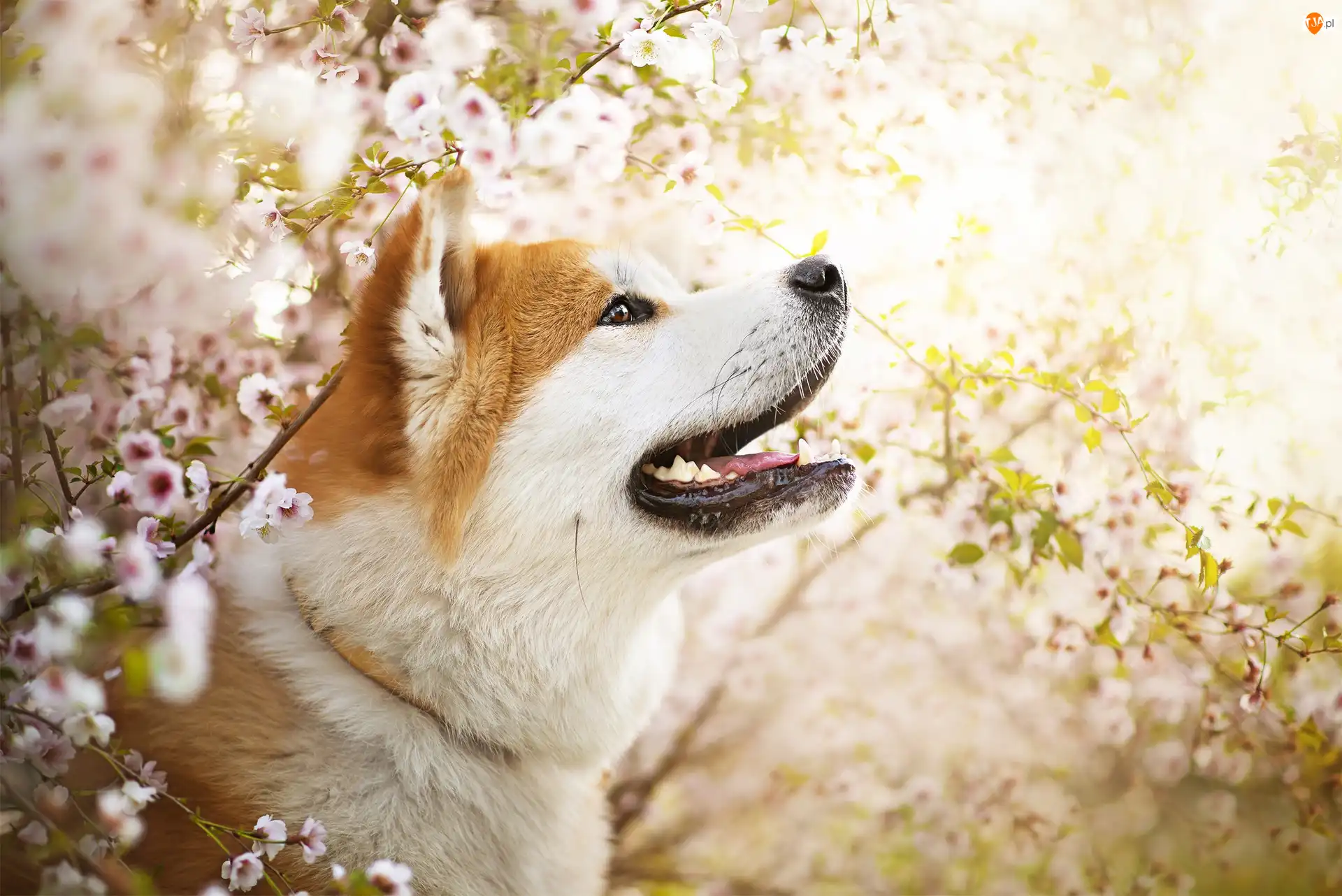 Mordka, Kwiaty, Akita inu, Pies, Gałązki