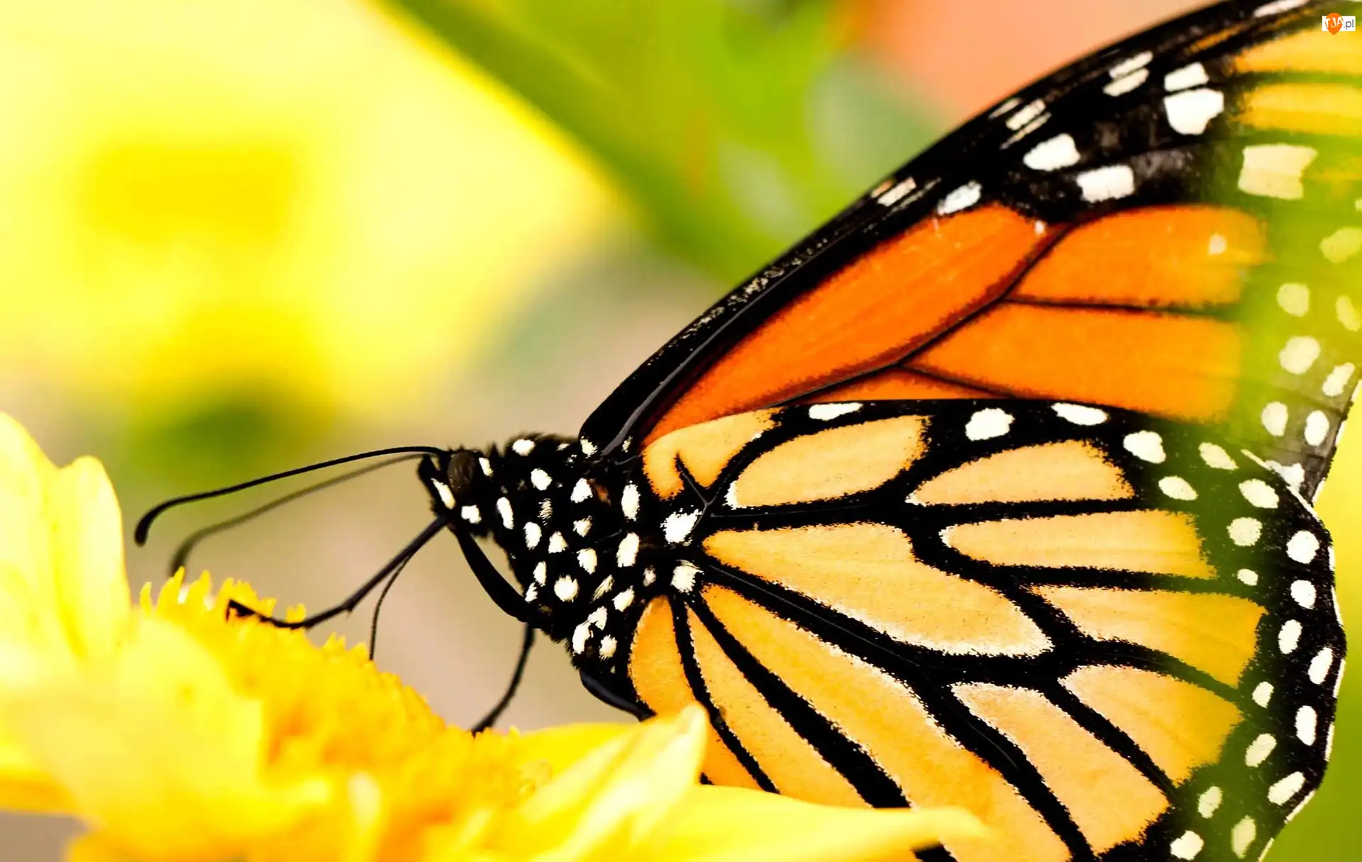 Kwiat, Monarcha, Motyl, Żółty