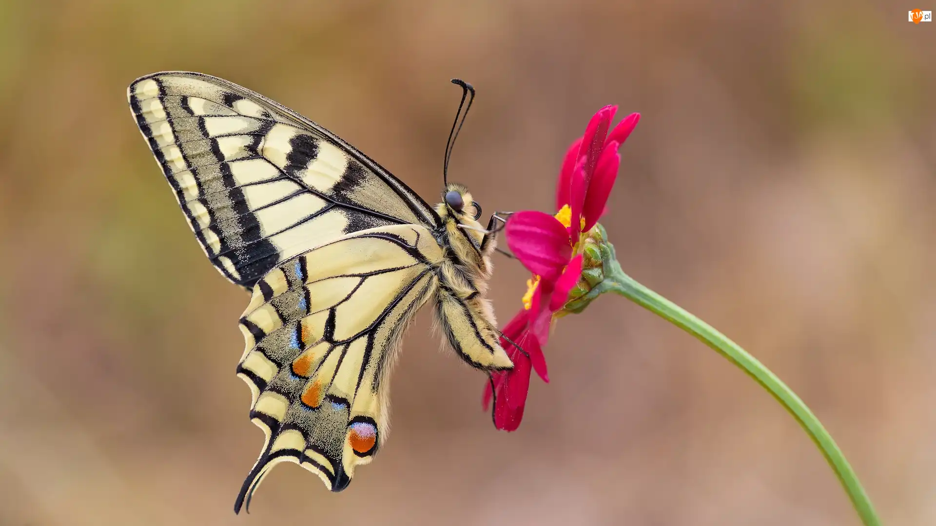 Czerwony, Makro, Paź królowej, Motyl, Kwiat
