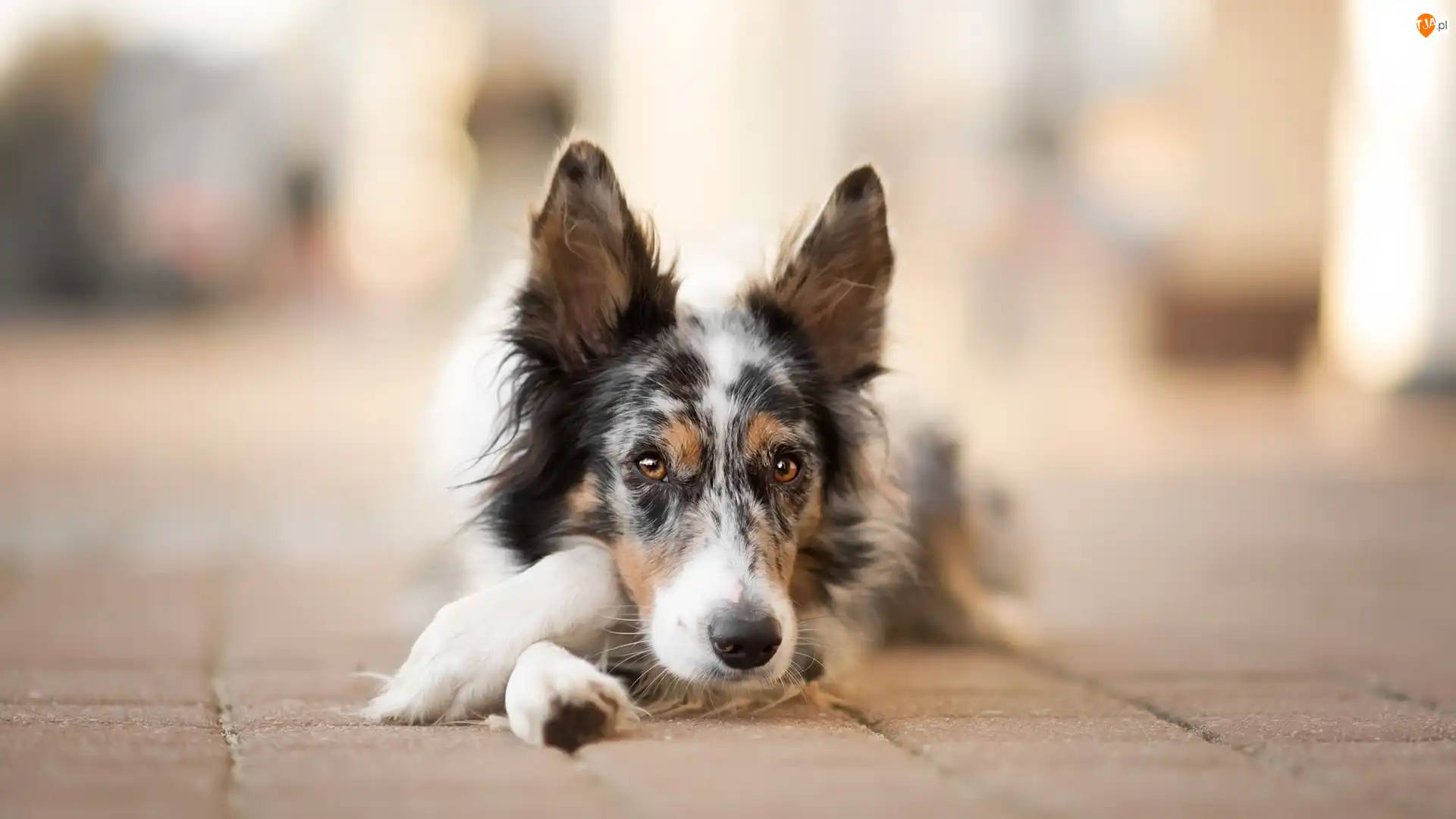 Chodnik, Pies, Border collie, Mordka