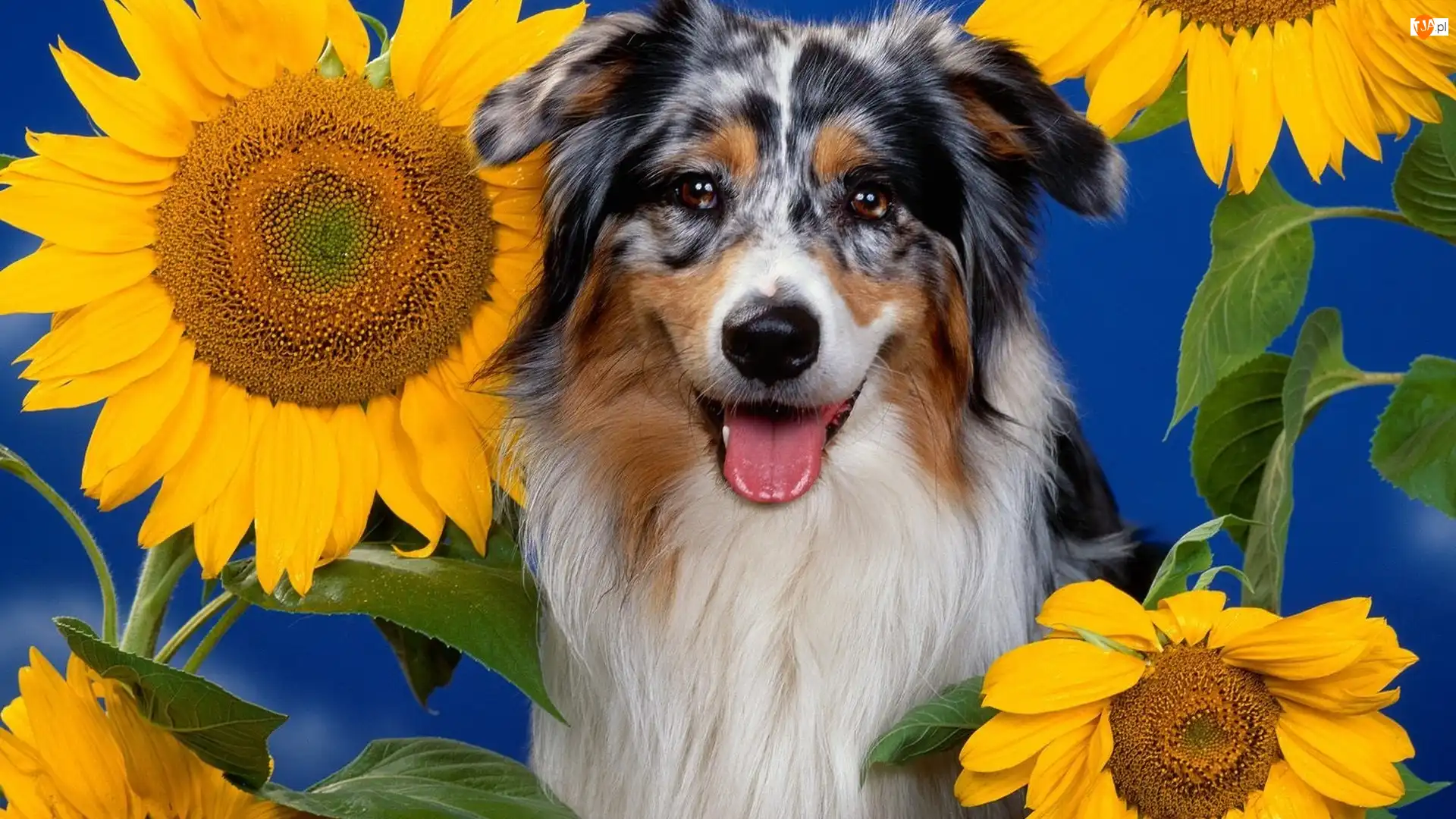 Australian shepherd, Słoneczniki, Owczarek australijski