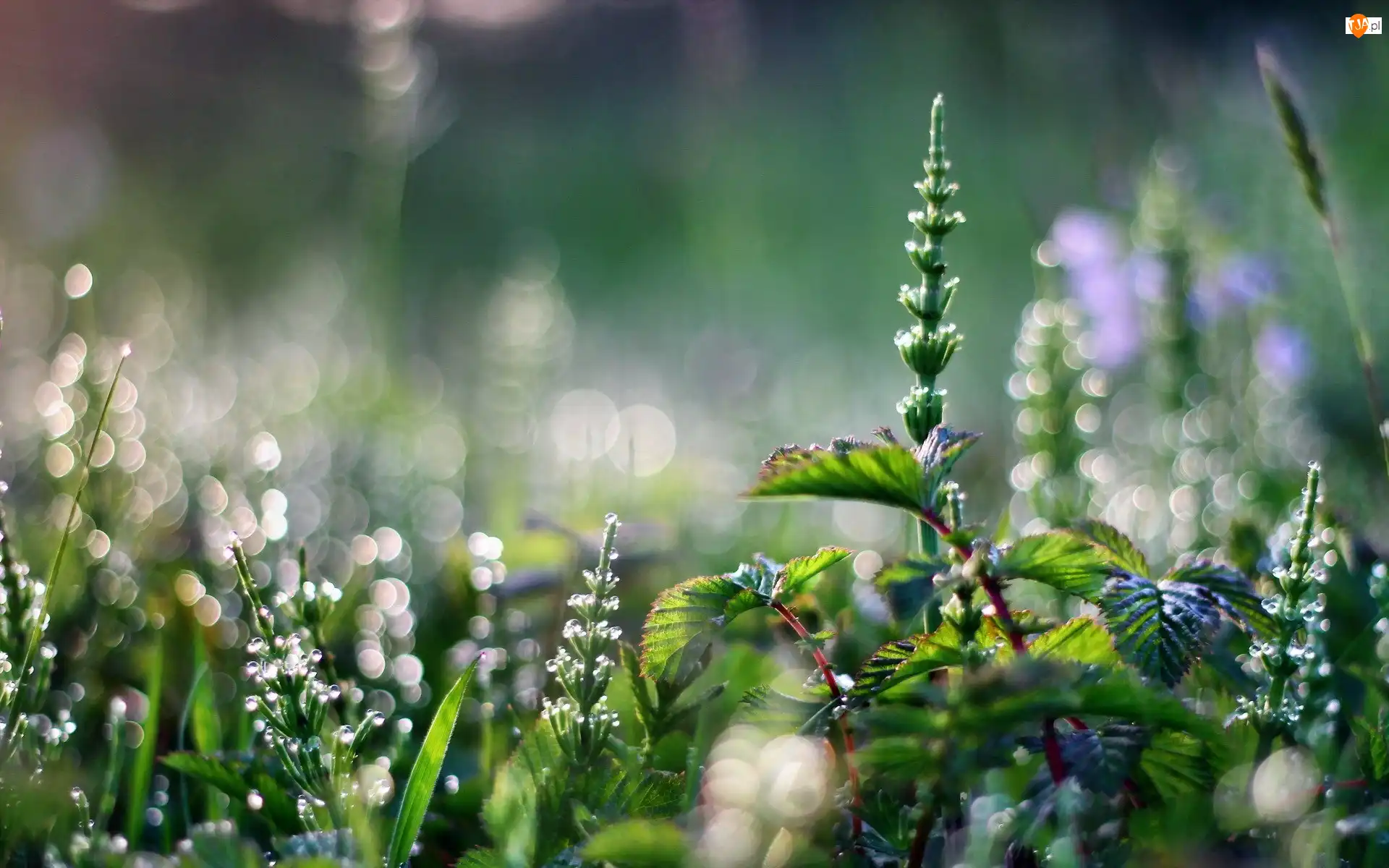 Bokeh, Rośliny, Makro