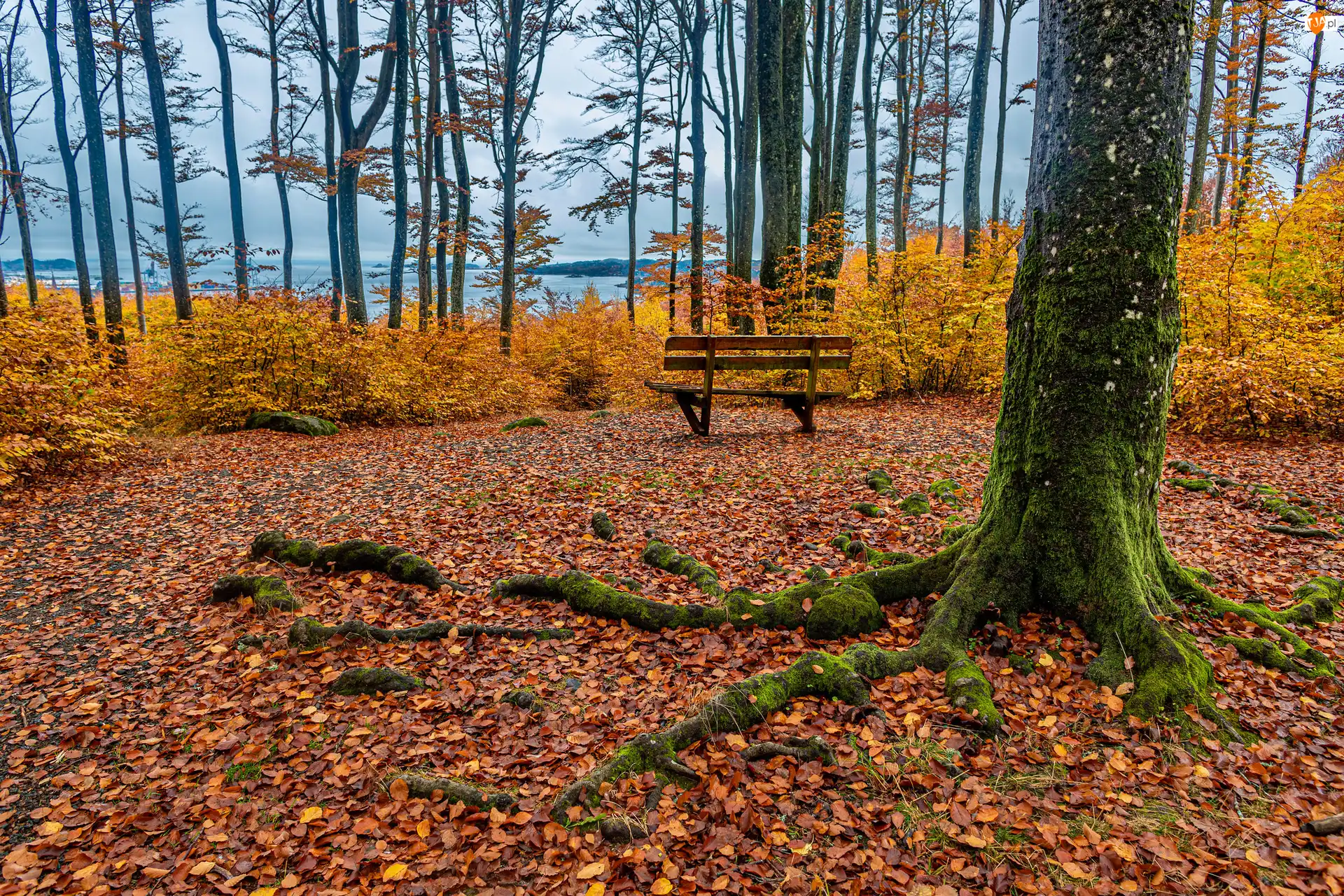 Żółte, Jesień, Korzenie, Liście, Park, Opadłe, Ławka, Drzewo