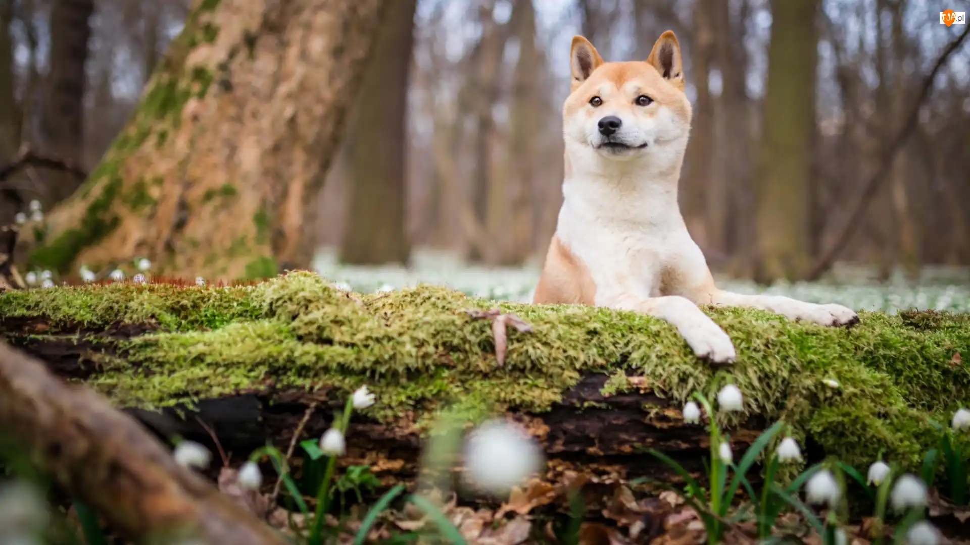 Pień, Shiba inu, Omszały