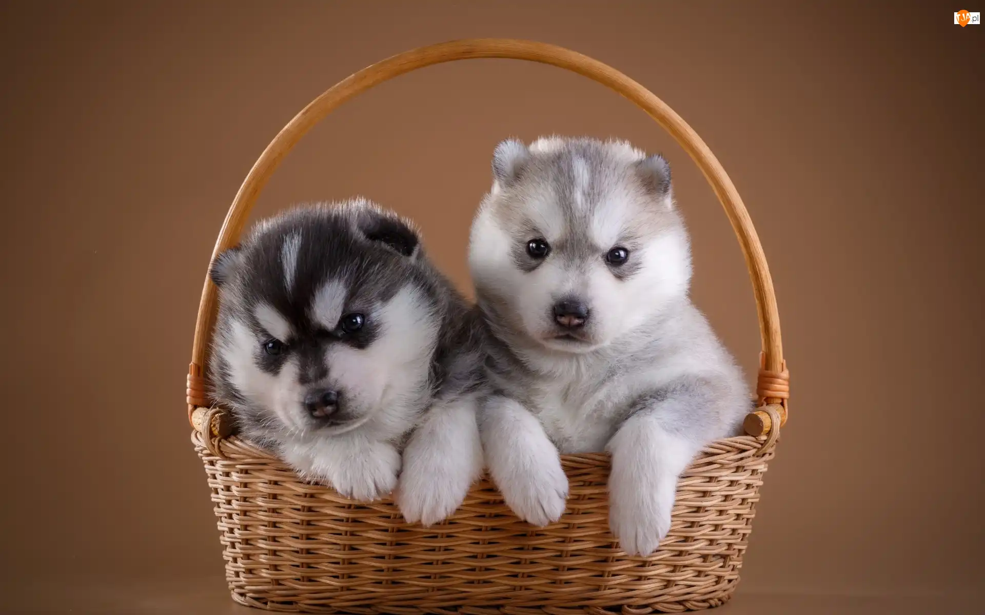 Koszyk, Słodkie, Siberian husky, Psy, Szczeniaki