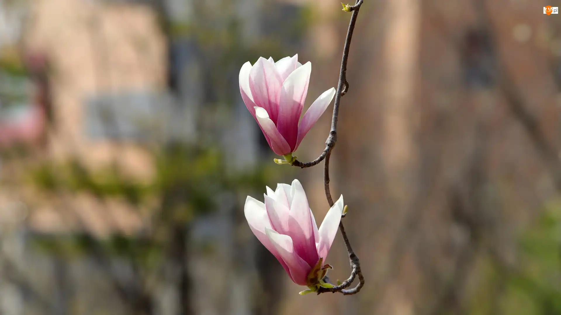 Gałązka, Dwa, Kwiaty, Magnolia