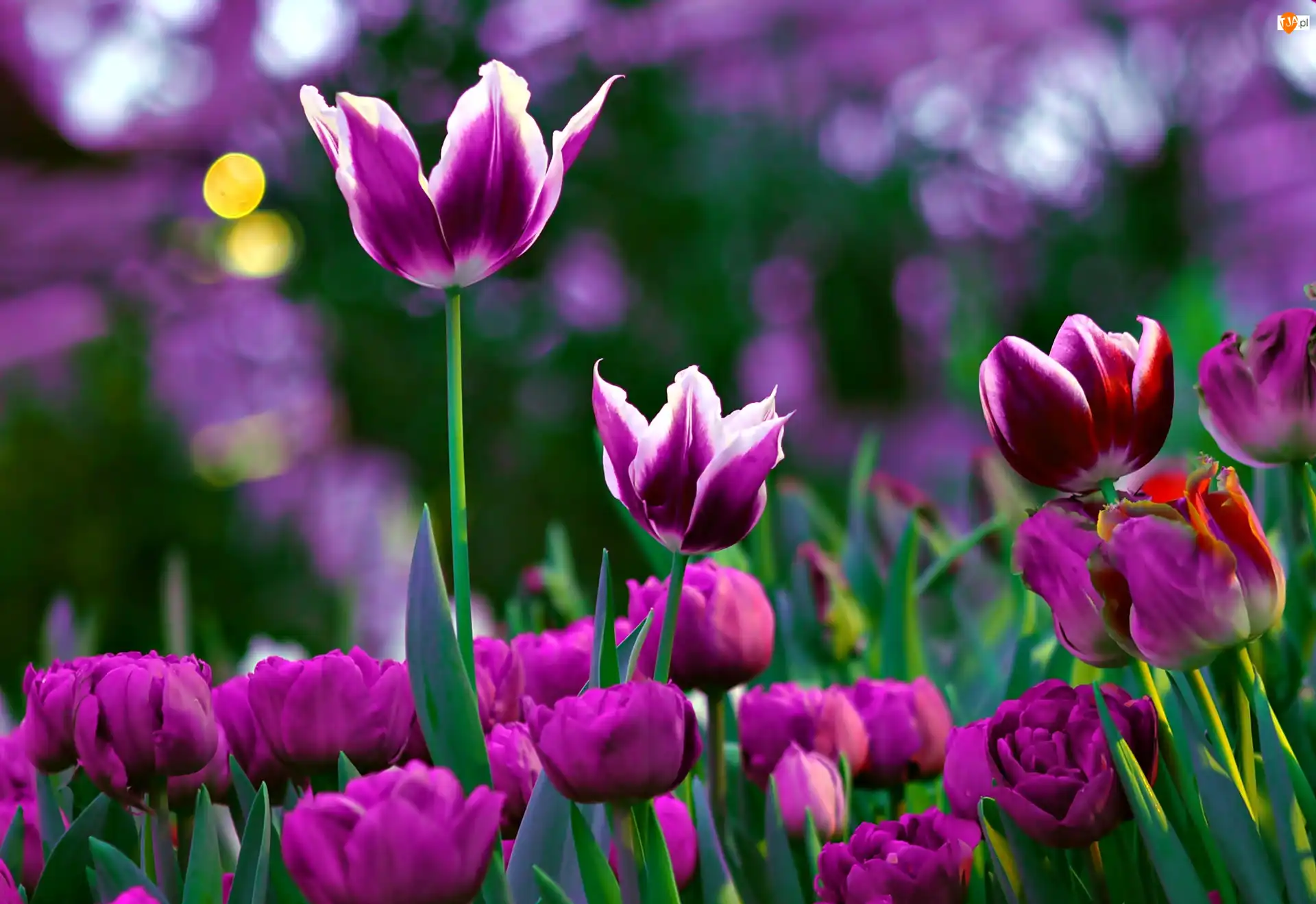 Makro, Fioletowe, Tulipany