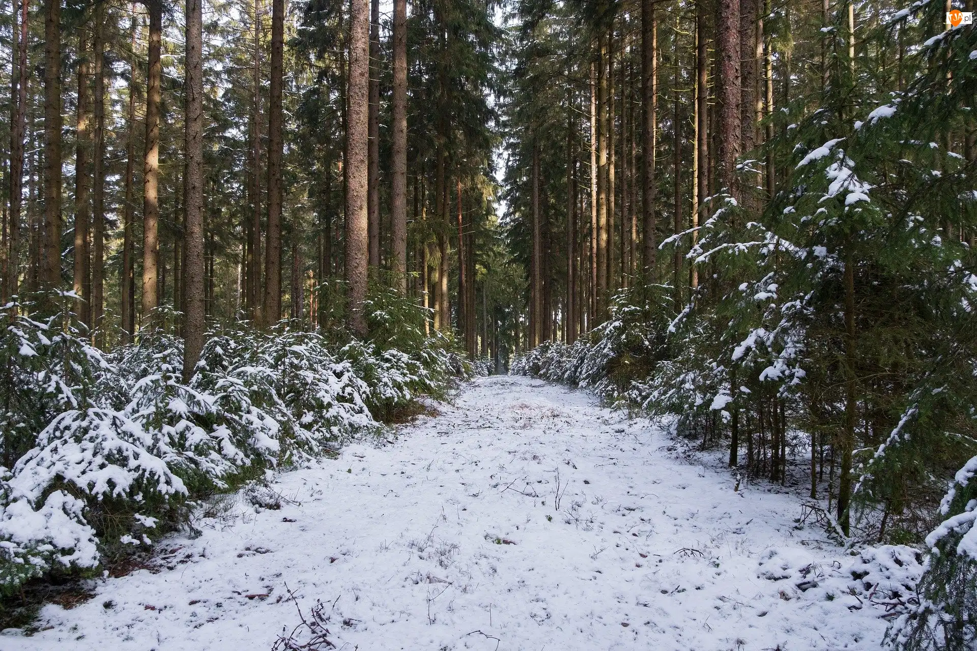 Ścieżka, Drzewa iglaste, Las, Zima, Śnieg