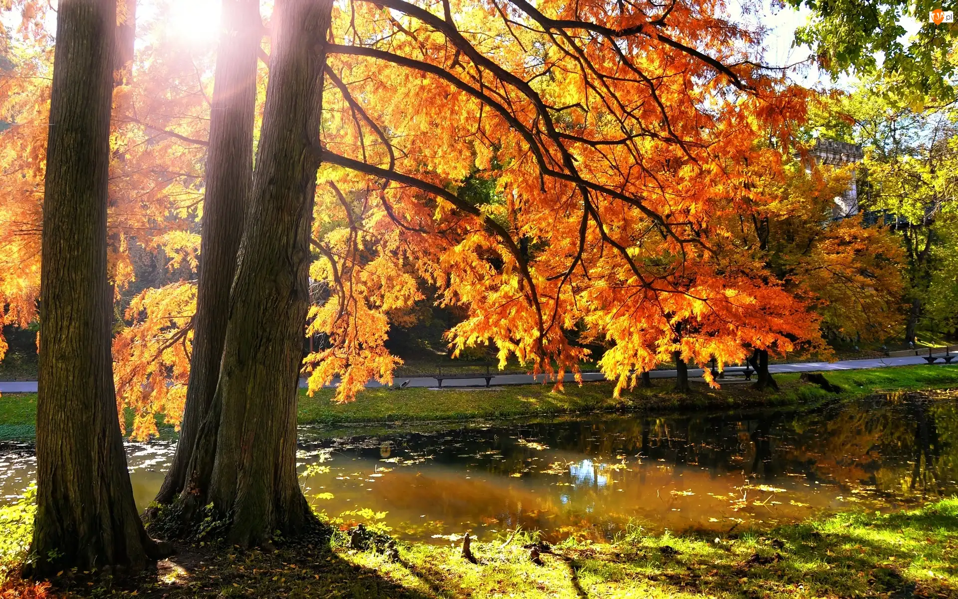Rzeczka, Słońce, Park, Jesień, Drzewa