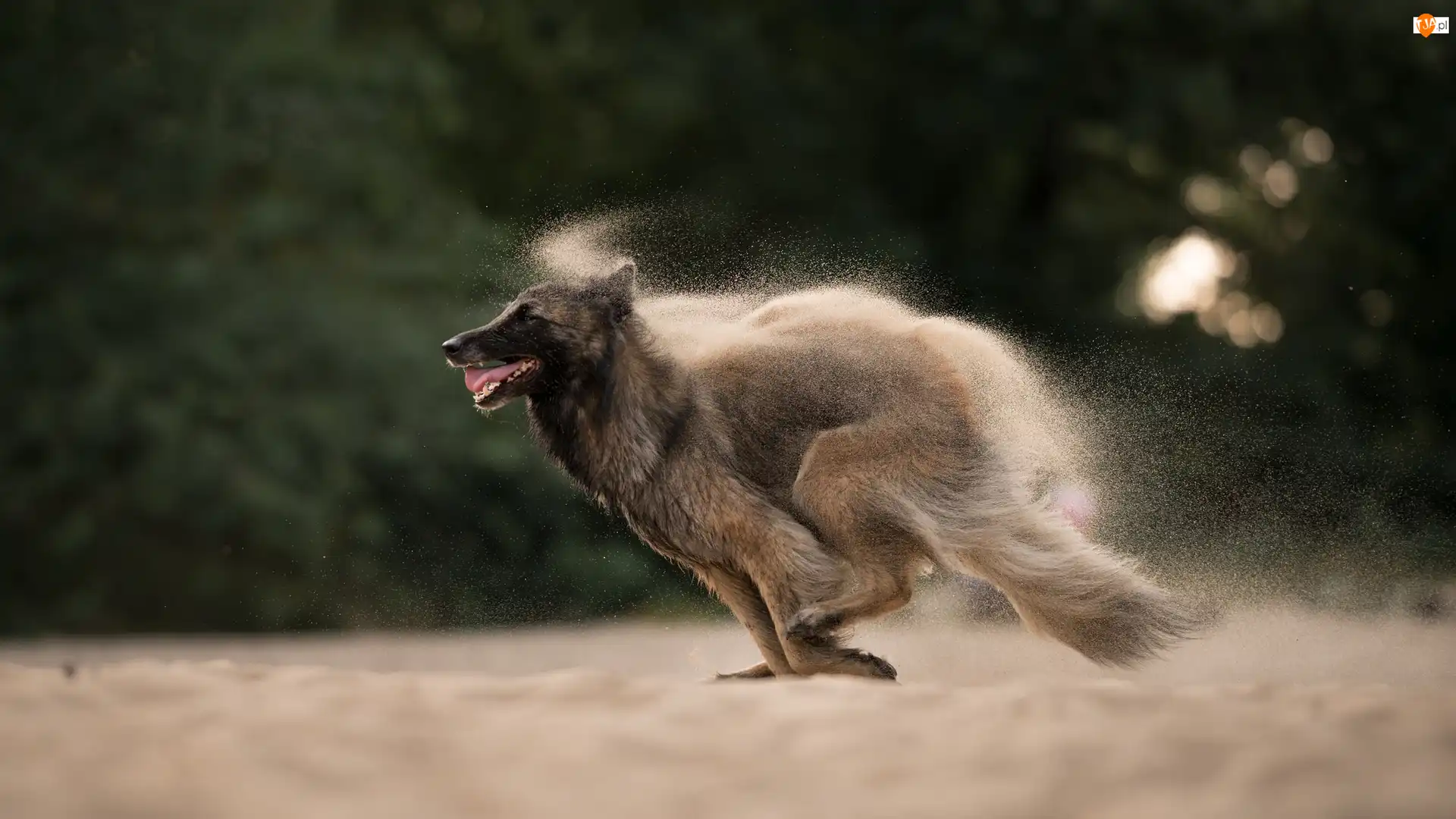Piasek, Biegnący, Pies, Owczarek belgijski malinois
