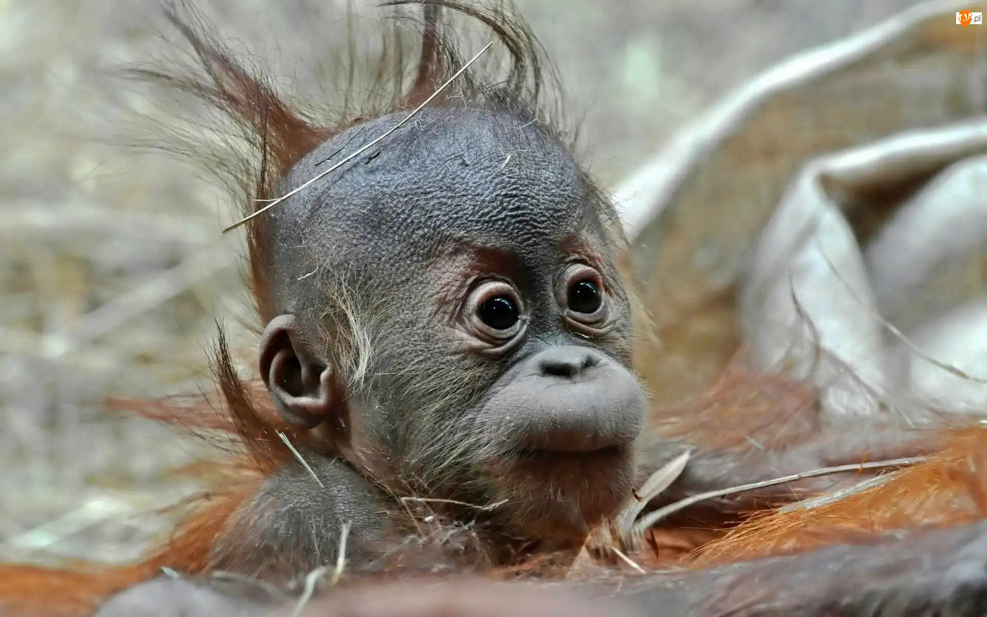 Orangutan, Młody