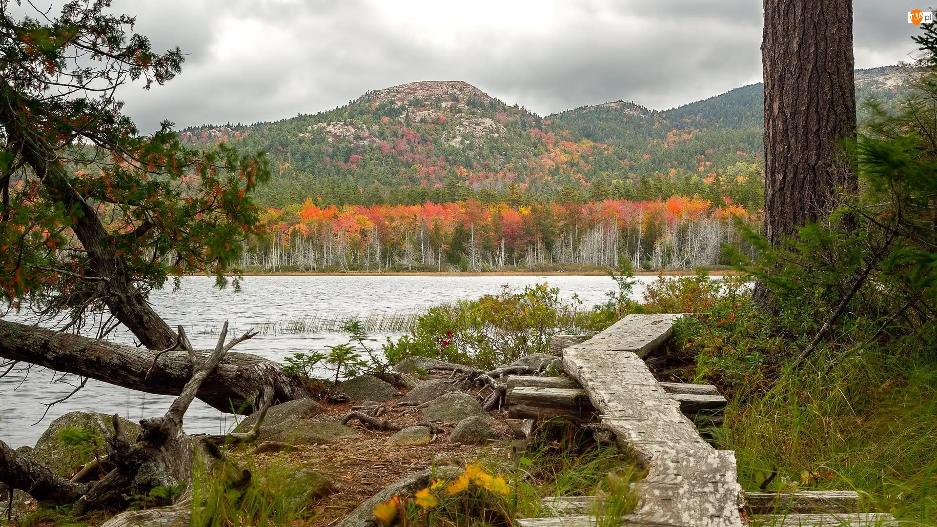 Stany Zjednoczone, Góry, Stan Maine, Kładka, Park Narodowy Acadia, Jezioro, Upper Hadlock Lake, Porośnięte, Drzewa