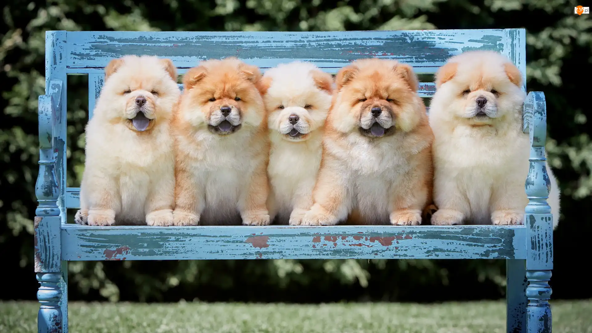 Ławeczka, Pięć, Szczeniaków, Chow chow