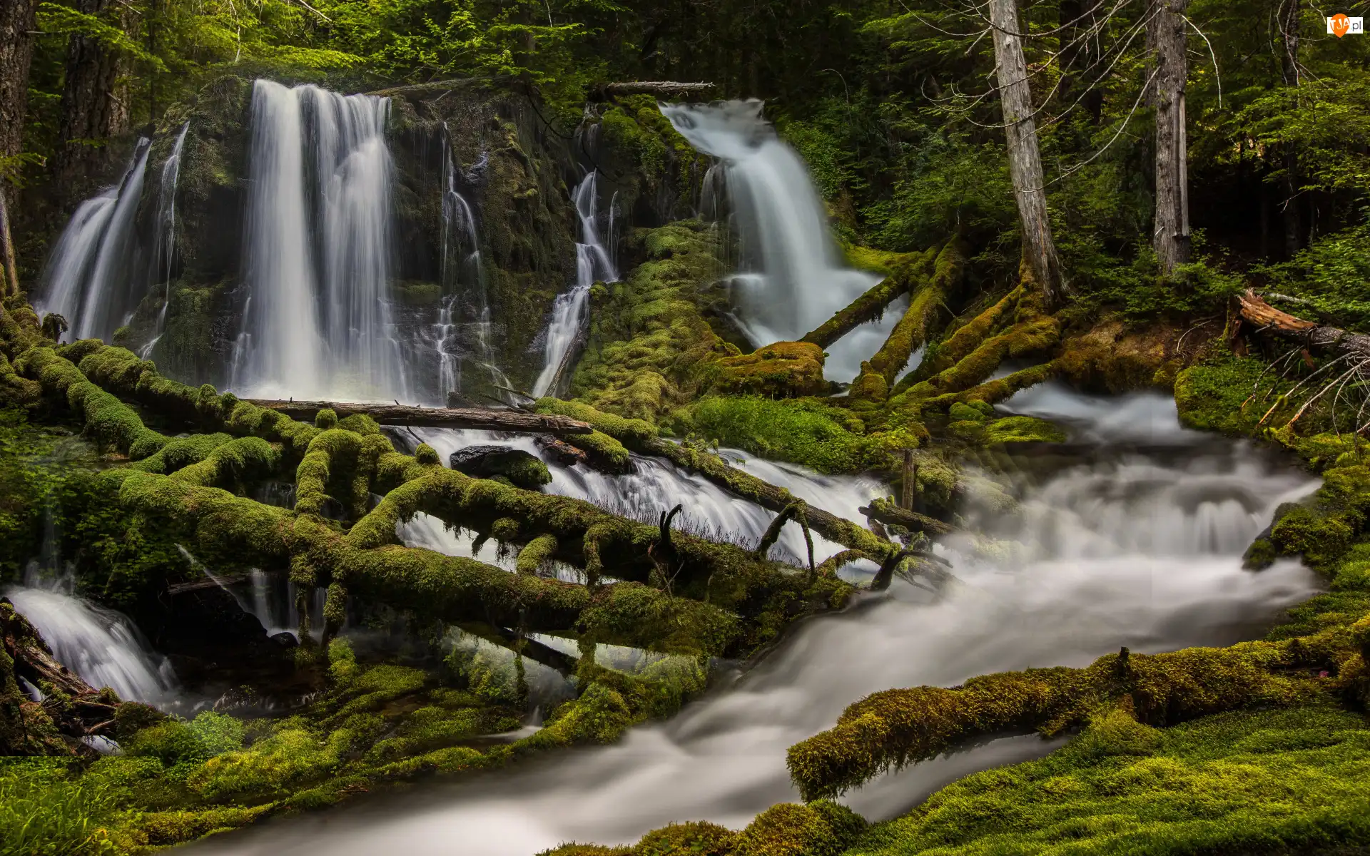 Stany Zjednoczone, Big Spring Creek Falls, Skamania, Wodospad, Rzeka, Les, Kłody, Omszone, Drzewa, Stan Waszyngton
